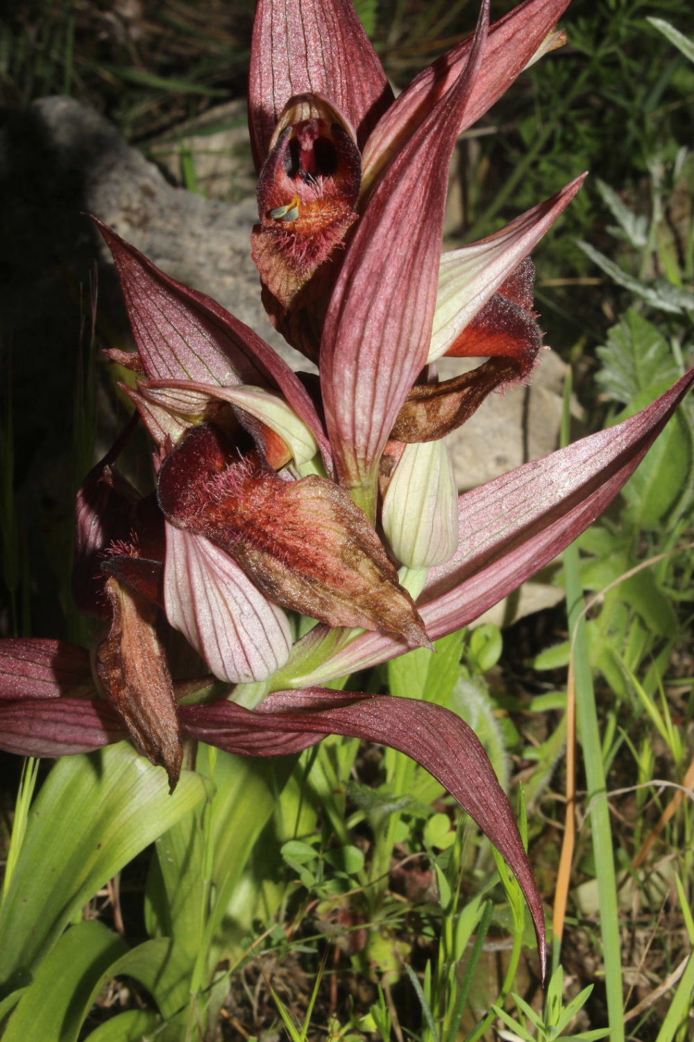 Orchidee dal promontorio del Gargano